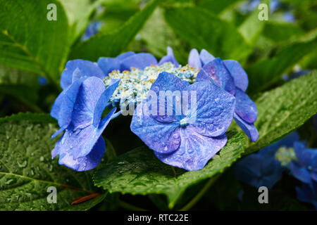 L'Hydrangea serrata fleurit sur un jour d'été pluvieux au Japon avec les gouttelettes d'eau sur les feuilles et pétales. Banque D'Images