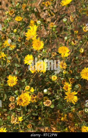 Grande Vallée Gumweed, Grande Vallée (Gumplant Grindelia camporum, Grindelia robusta) floraison, Californie Banque D'Images