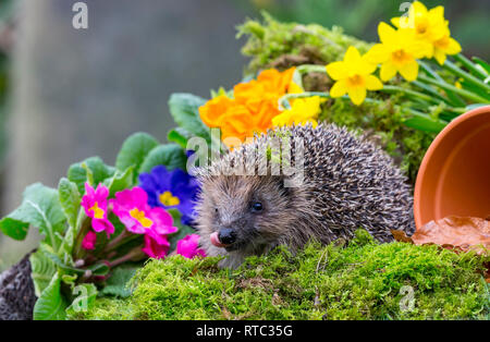 Hérisson (Erinaceus europaeus), face à l'avant dans l'habitat jardin naturel avec des fleurs de printemps, vert mousse et une plante en pot. Paysage Banque D'Images