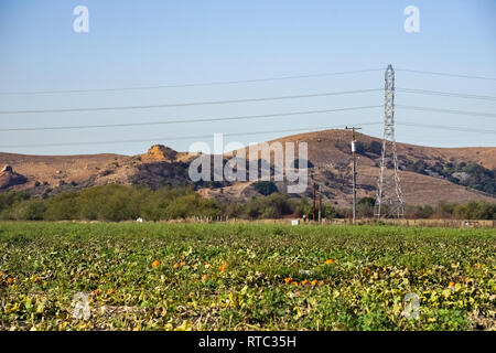 Vue sur Parc Régional Coyote Hills dans un champ de citrouilles, de l'Est Région de la baie de San Francisco, Californie Banque D'Images