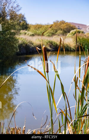 Usine de quenouille sur les marais de l'Est de la baie de San Francisco, parc régional Coyote Hills, Californie Banque D'Images