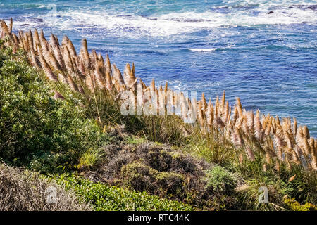 L'herbe de la pampa sur la côte du Pacifique, en Californie Banque D'Images