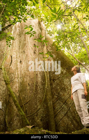 SANTAREM, BRÉSIL - NOVEMBRE 2013 : femme étonné par le géant Amazon Tree (Arbre) Samauma à Flona Parc National, Santarem, Para, Brésil Banque D'Images