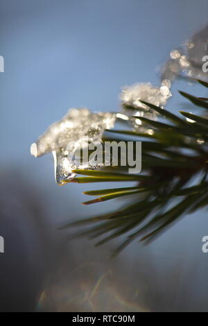 Neige sur une branche de pin a été décongelé et congelé de nouveau sous forme d'un petit glaçon Banque D'Images