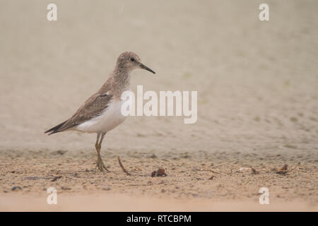 Le travail de Temminck (Calidris temminckii). Al Qudra lake. Emirats Arabes Unis Banque D'Images