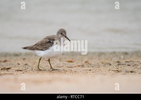 Le travail de Temminck (Calidris temminckii). Al Qudra lake. Emirats Arabes Unis Banque D'Images