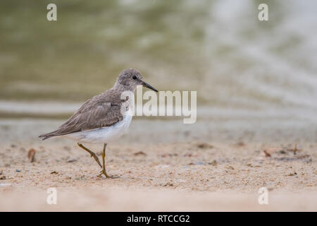 Le travail de Temminck (Calidris temminckii). Al Qudra lake. Emirats Arabes Unis Banque D'Images