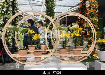 Lisse, Pays-Bas, Holland - Mai 2016 : Asie touristes marchant derrière de beaux lis jaune composition de fleurs en pots au printemps dans le Keukenhof flo Banque D'Images
