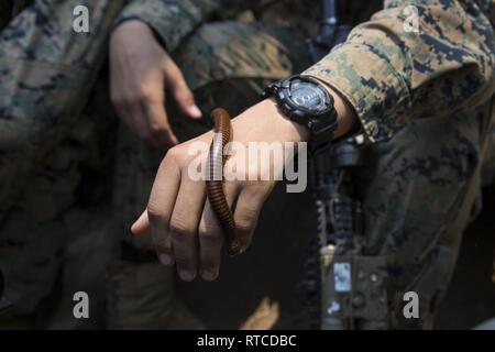 Un U.S. Marine traite un centipede avec soin pendant la formation à la survie dans la jungle dans le cadre du Gold Cobra 19 à Ban Chan Krem, Royaume de Thaïlande, le 14 février 2019. Gold Cobra démontre l'engagement du Royaume de Thaïlande et des États-Unis à notre alliance de longue date, fait la promotion des partenariats régionaux et les progrès de la coopération en matière de sécurité dans la région Indo-Pacifique. Au cours de la formation Royal Thai Marines Marines a appris comment survivre dans les jungles du Royaume de Thaïlande. Banque D'Images