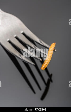 Seul lyophilisé comestibles / ténébrion meunier Tenebrio molitor sur fourche tine. Métaphore de manger les insectes, manger des insectes, l'entomophagie, les insectes comestibles, bizarre foods Banque D'Images