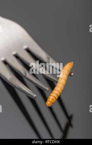 Seul lyophilisé comestibles / ténébrion meunier Tenebrio molitor sur fourche tine. Métaphore de manger les insectes, manger des insectes, l'entomophagie, les insectes comestibles, bizarre foods Banque D'Images