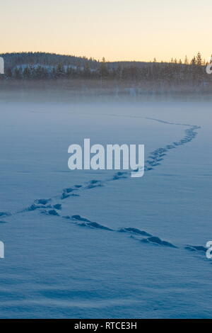 Les pistes mènent à travers la neige recouvrant la glace d'un lac au crépuscule. Banque D'Images