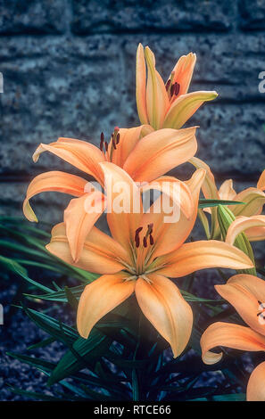 Une Division 7d (hybride) Oriental abricot Lillium montrant la stigmatisation et l'étamine et abricot tépales. Idéal pour la culture dans des frontières et sur le patio dans des bains à remous. Banque D'Images