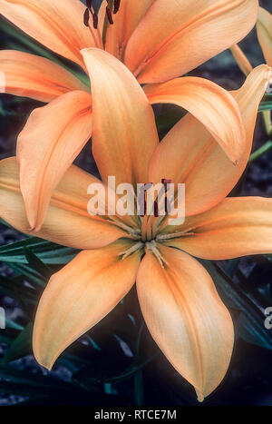 Une Division 7d (hybride) Oriental abricot Lillium montrant close up de la stigmatisation et l'étamine idéale pour la culture dans des frontières et sur le patio dans des bains à remous. Banque D'Images