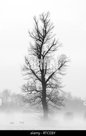 Les chiens dans le brouillard près d'un arbre avec de la neige Banque D'Images