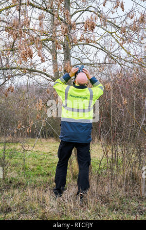 Au cours de l'examen d'experts d'arbres d'une éventuelle infestation par le longicorne asiatique à Magdebourg Banque D'Images