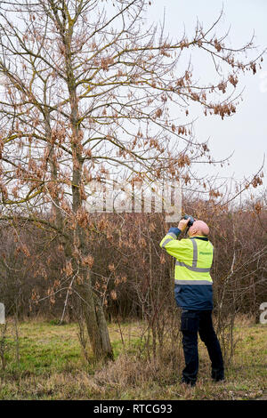 Au cours de l'examen d'experts d'arbres d'une éventuelle infestation par le longicorne asiatique à Magdebourg Banque D'Images