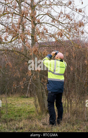 Au cours de l'examen d'experts d'arbres d'une éventuelle infestation par le longicorne asiatique à Magdebourg Banque D'Images