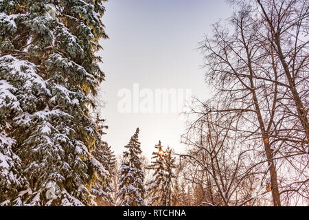 Haut des sapins couverts de neige fraîche sur une claire journée d'hiver contre un ciel bleu. Forêt de sapins en hiver. Forêt de sapins sous la neige. Envi naturel Banque D'Images