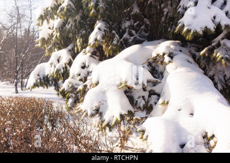 Épinette vert avec des branches couvertes de neige blanche. Forêt de sapins en hiver. Forêt de sapins sous la neige. L'environnement naturel. L'hiver dans la nature. Nature Banque D'Images