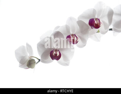 Orchidée Phalaenopsis blanche (espèce d'Orchid) avec centre rose sur un fond blanc. Banque D'Images