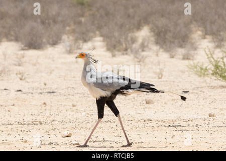 Oiseau Secrétaire, Sagittaire serpentarius, soulevé avec le crest huntingin Nosson sec d'une rivière, Kgalagadi Transfrontier Park, dans le Nord de l'Afrique du Sud, Caoe Banque D'Images