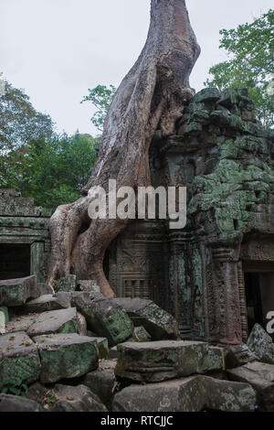 Racines de Tetrameles nudiflora envahir un mur de la cour intérieure, Ta Prohm, Angkor, Siem Reap, Cambodge Banque D'Images