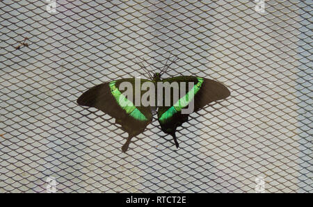 Papilio palinurus machaon émeraude, le paon vert émeraude, à bandes peacock sur le net. Banque D'Images
