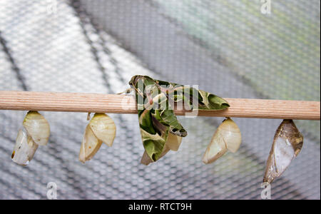 Daphnis nerii, l'oleander hawk-moth ou vert armée d'amphibien est de la famille des Hylidés. Le papillon est sur bois avec capot papillon. Banque D'Images