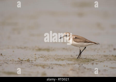 Sable moindre siffleur Charadrius mongolus / Banque D'Images