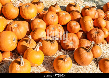 Domaine de citrouilles Banque D'Images