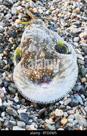 Close-up d'un poisson-globe soufflé de couleur marron avec de petites nageoires jaune, portant sur une plage, juste pris dans un filet par les pêcheurs aux Philippines Banque D'Images