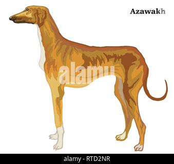 Portrait de contour décoratif en permanent, l'Azawakh chiens profil coloré vecteur illustration isolé sur fond blanc. Droit pour la conception. Illustration de Vecteur