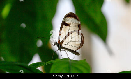 Glasswing Butterfly, butterfly Greta oto, sur vert quitter Banque D'Images