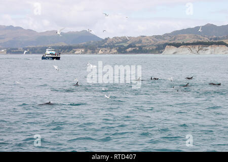 Les dauphins nager et sauter dans l'océan Pacifique au large de la côte à l'île du Sud Nouvelle-zélande Kaikoura Banque D'Images