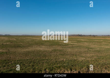 Télévision étendue de pâturage. Frise orientale, la Basse-Saxe. L'Allemagne. Banque D'Images