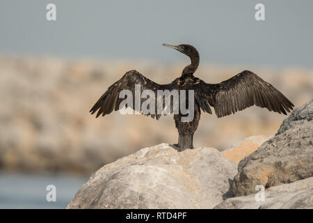 Socotra cormorant (Phalacrocorax nigrogularis). Port de Khasab. Khrofakkan. Oman Banque D'Images