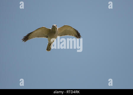 L'oiseau de proie vole contre le ciel. Shikra (Accipiter badius). Safa Park. Dubaï. Émirats arabes unis Banque D'Images