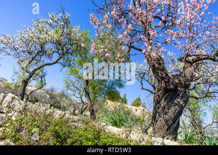 Saison fleur d'amandier dans village Selva, Majorque, Baleares, Espagne Banque D'Images