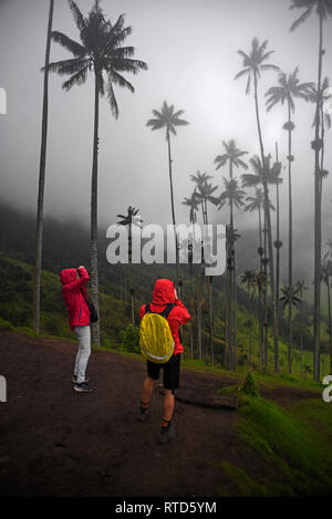 La vallée de Cocora (Espagnol : Valle de Cocora) est une vallée située dans le département de l'QuindÃo, juste en dehors de la jolie petite ville de Salento, dans le pays Banque D'Images