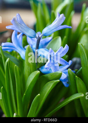 Jacinthe en fleurs fleurs au début du printemps dans un jardin de ville de Londres, Angleterre, Royaume-Uni, Europe Banque D'Images