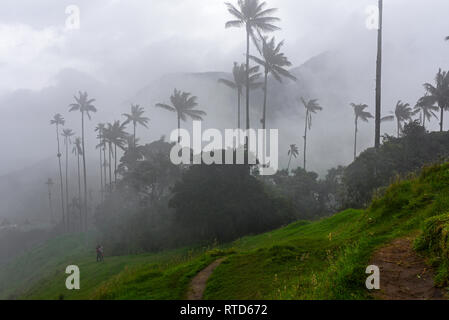 La vallée de Cocora (Espagnol : Valle de Cocora) est une vallée située dans le département de l'QuindÃo, juste en dehors de la jolie petite ville de Salento, dans le pays Banque D'Images