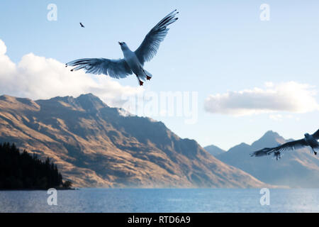 Bec cerclé noir prendre le pain dans le port de Queenstown, le lac Wakatipu sous le soleil qui traverse les nuages orageux, Nouvelle-Zélande Île du Sud Banque D'Images