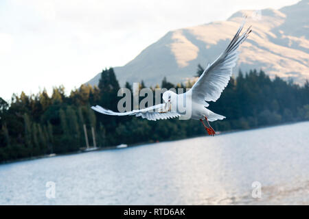 Pain noir Goéland holding dans le port de Queenstown, le lac Wakatipu sous le soleil qui traverse les nuages orageux, Nouvelle-Zélande Île du Sud Banque D'Images