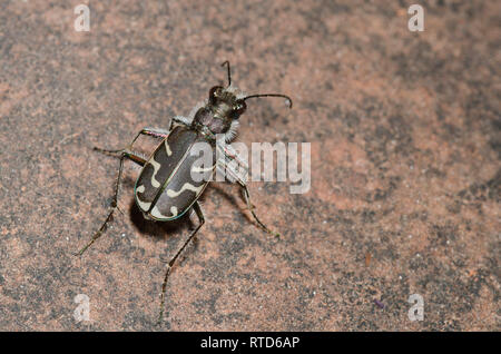 Bordée d'Oblique Tiger Beetle, Cicindela tranquebarica Banque D'Images