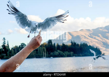 La prise de bec cerclé noir à partir d'un pain à la main les touristes au port de Queenstown, Nouvelle-Zélande Île du Sud Banque D'Images