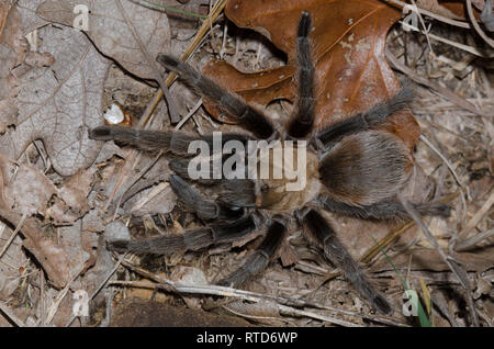 Virginia Brown Tarantula, Aphonopelma hentzi Banque D'Images