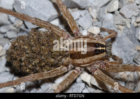 Wolf Spider, Rabidosa sp., femme avec des bébés Banque D'Images