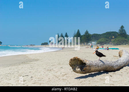 Un huîtrier avec bec rouge vif sur se connecter sur plage avec le soleil en arrière-plan Plage principale Mount Maunganui Tauranga, Nouvelle-Zélande Banque D'Images