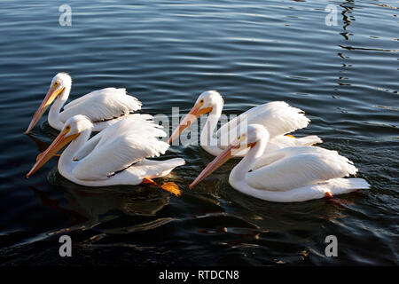 Les pélicans blancs nagent ensemble dans l'océan en Floride, USA. Banque D'Images